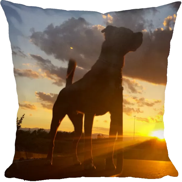 Dog silhouette at sunset looking up at sky