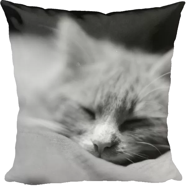 Cat Tired. 1929: The whiskered face of a sleeping cat