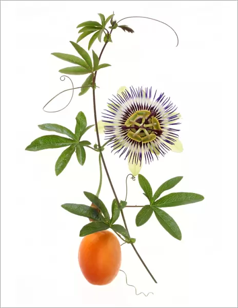 Passion fruit and flower