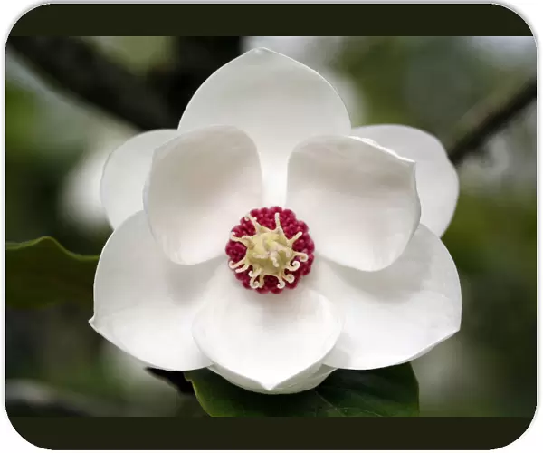 Magnolia wilsonii at Heligan
