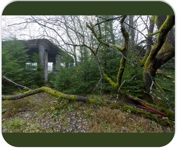 Abandoned tin ore mine facitlity, gnarled deciduous tree, moss