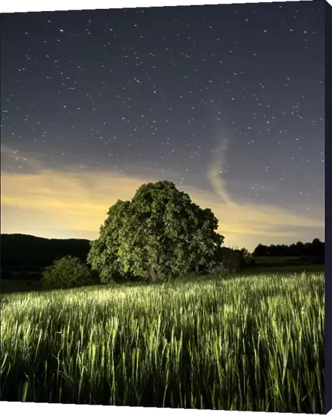 Wheat field with a tree a spring night