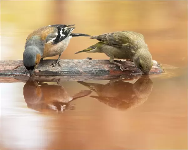 European Chaffinch, male Chaffinch bird species, (Fringilla coelebs ). Red Crossbill (Loxia curvirostra) male, drinking on a stone with its reflection in the water