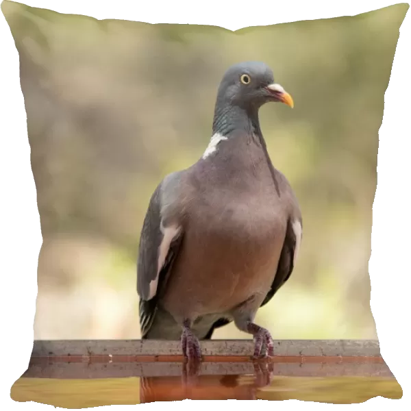 Wood pigeon, ( Columba palumbus ), Bird columbiforme of the family Columbidae. Wild bird drinking from a water pool