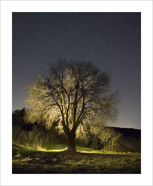 Silhouette of a great tree in winter in the night