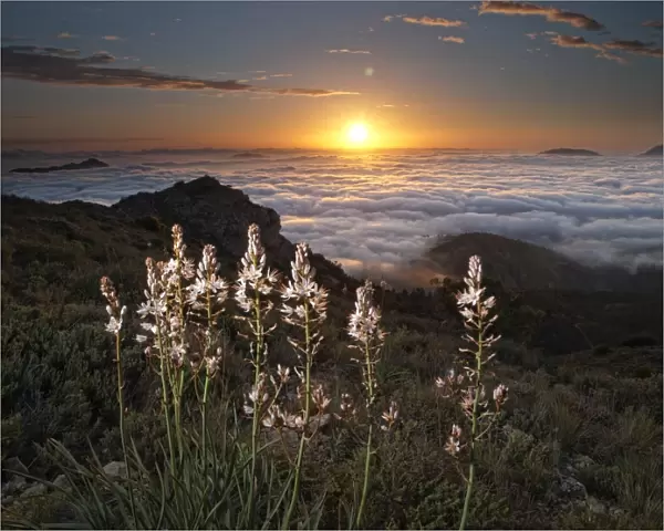 White flowers on the top of a mountain at dawn