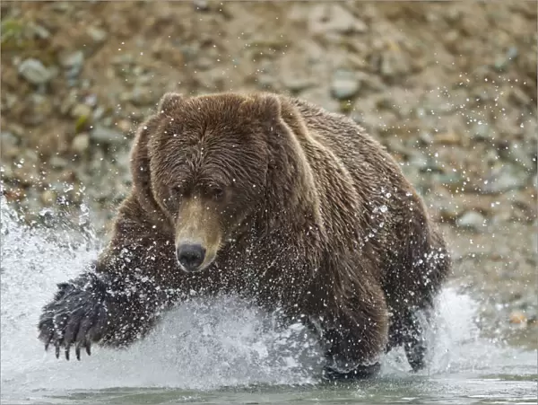 Fishing Brown Bear, Katmai National Park, Alaska