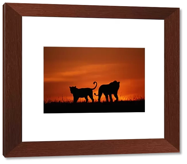 Silhouette of two lions walking on savannah, dawn