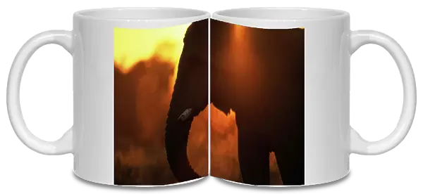 Bull Elephant by Water Hole at Sunset