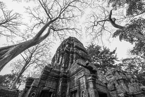 Banyan tree root covering Ruin prasat Ta phrom