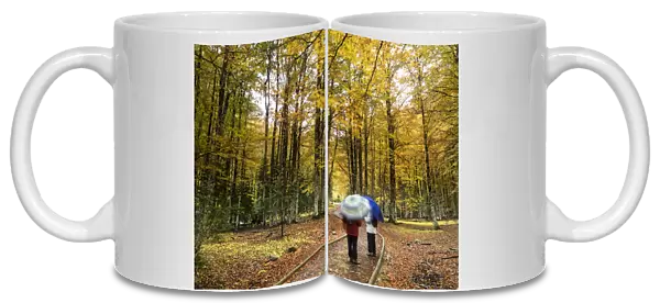 Persons walking under the rain, for a way, in a forest of beeches in autumn