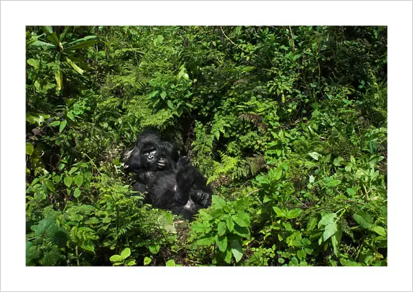 A huge silverback mountain gorilla (Gorilla beringei beringei) relaxing with a family member in Volcanoes National Park, Rwanda
