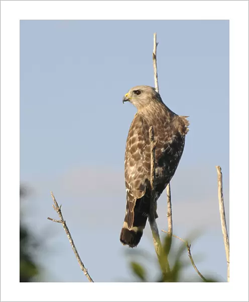 Red-shouldered hawk, Buteo lineatus, with wind ruffling feathers. Everglades National Park, Florida, USA. UNESCO World Heritage Site (Biosphere Reserve)