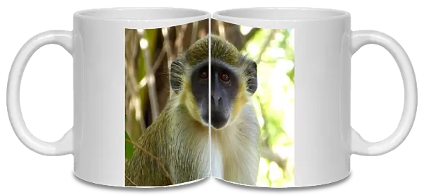 Portrait of a Green Vervet Monkey, Chlorocebus sabaeus