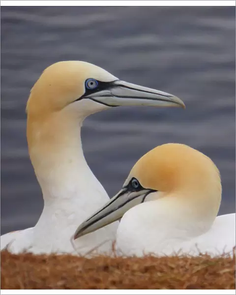Nesting gannets on Helgoland, Germany