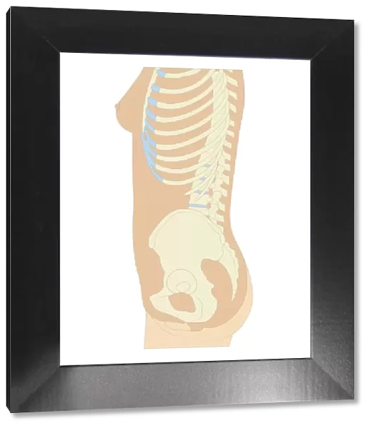 Cross section biomedical illustration of anatomy of pregnant woman at 12 weeks  /  first trimester of pregnancy