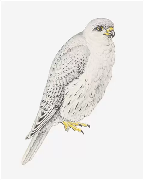 Illustration of Grey Falcon (Falco hypoleucos)
