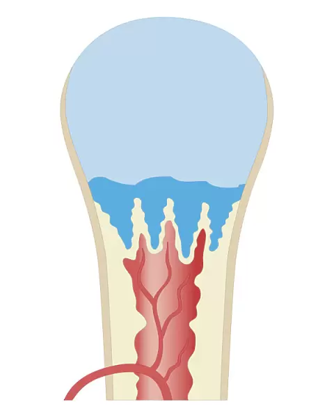 Cross section biomedical illustration of long bone of newborn baby