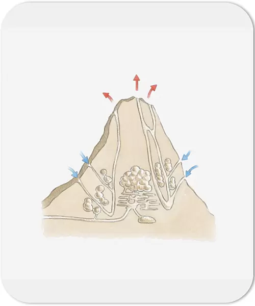 Cross section illustration of termite mound showing tunnels and chambers