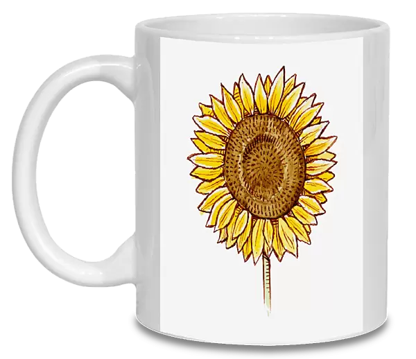 Illustration of Helianthus annuus (Sunflower) flower head