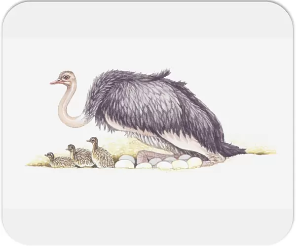 Illustration of adult ostrich with nest full of eggs and newly hatched baby ostriches