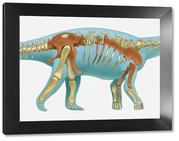 Illustration of reconstructed skeleton of sauropod dinosaur