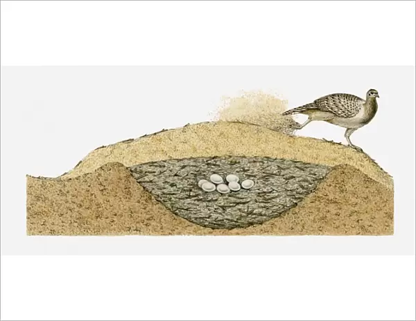 Illustration of Malleefowl (Leipoa ocellata) covering its eggs with sand