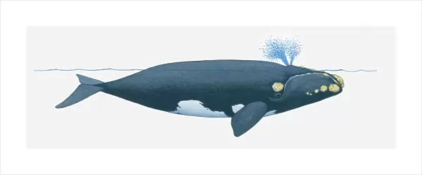 Illustration of North Pacific Right Whale (Eubalaena japonica) near surface of water showing two blowholes on top of head