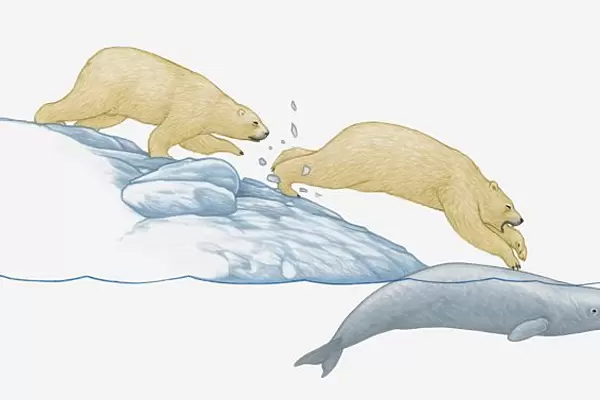 Illustration of polar bear jumping from ice pack onto beluga whale trapped under the ice