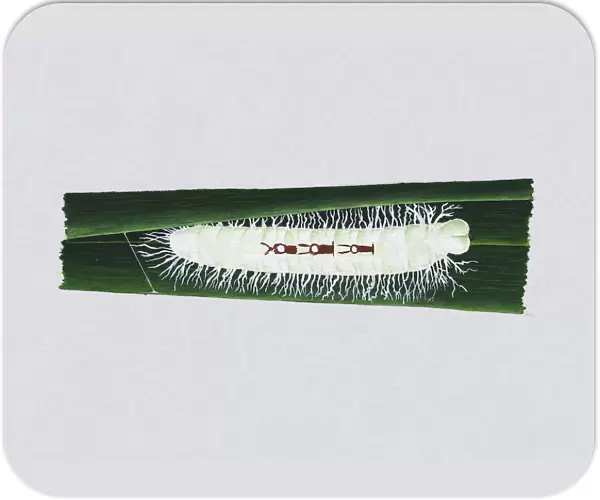Illustration of white Giant Redeye (Gangara thyrsis) caterpillar on green leaf