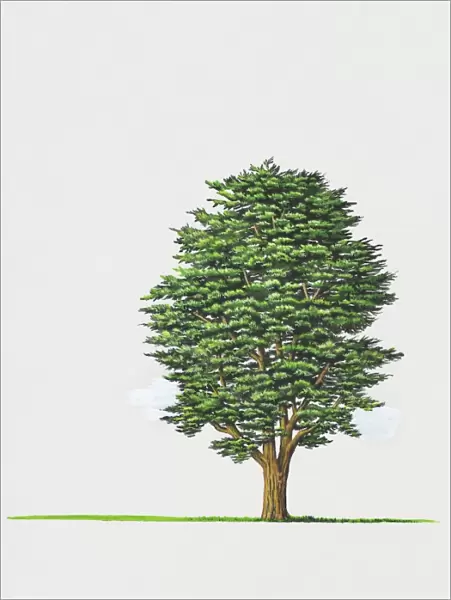 Illustration of Cupressus macrocarpa (Monterey Cypress) tree