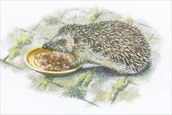 Illustration of hedgehog feeding from saucer on patio