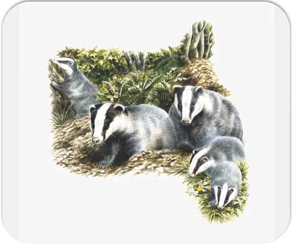 Illustration of family of European Badgers (Meles meles) in countryside
