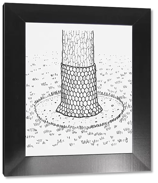 Black and white illustration of chicken wire wrapped around bottom of tree trunk