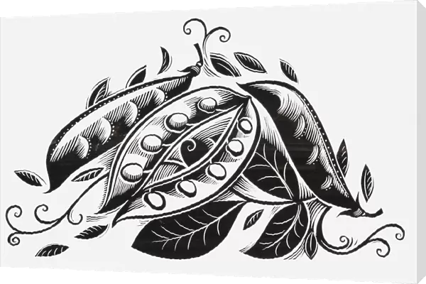 Black and white illustration of peas in pods