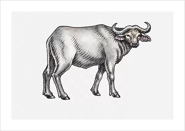 Illustration of an African buffalo, facing forward