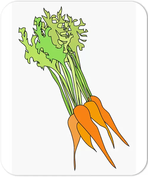 Digital illustration of fresh bunch of carrots