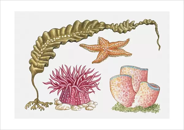 Illustration of kelp, starfish, sea anemone, and tube coral