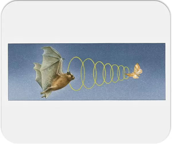 Illustration of bat using acute sense of hearing to locate moth