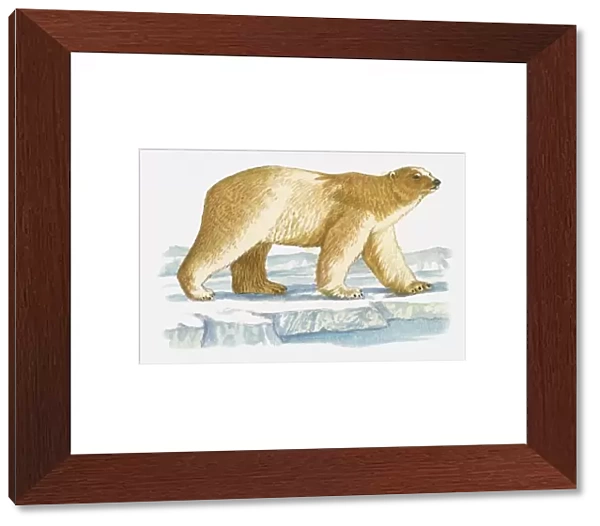 Illustration of Polar Bear (Ursus maritimus) walking on ice