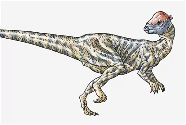 Illustration of Prenocephale pachycephalosaurid dinosaur