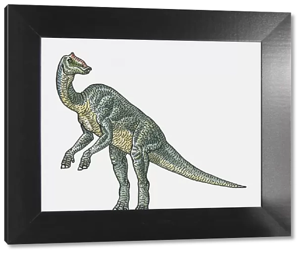 Illustration of Prosaurolophus hadrosaurid dinosaur