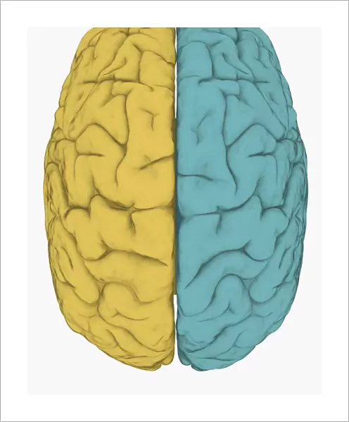 Digital illustration of left hemisphere (yellow) and right hemisphere (blue) of human brain