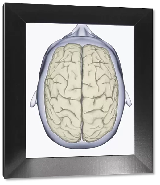Digital illustration of head showing left and right areas of brain seen from above