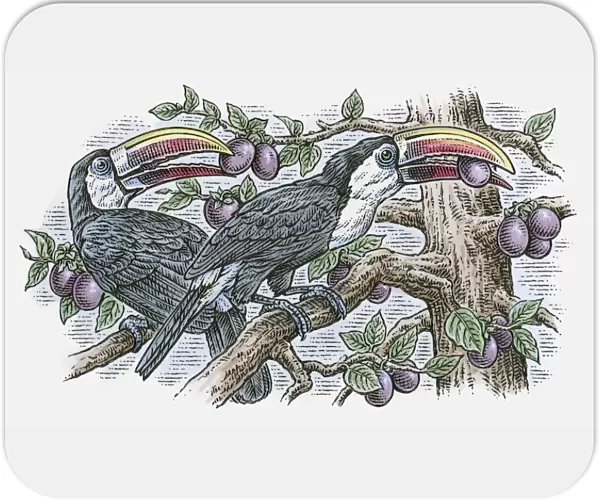 Illustration of pair of White-throated Toucan (Ramphastos tucanus) perching on branch feeding on fru