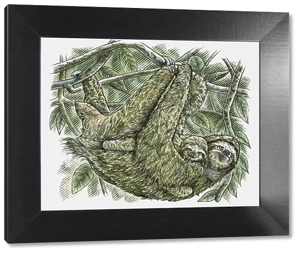 Illustration of Brown-throated Three-toed Sloth (Bradypus variegatus) and baby hanging from branch