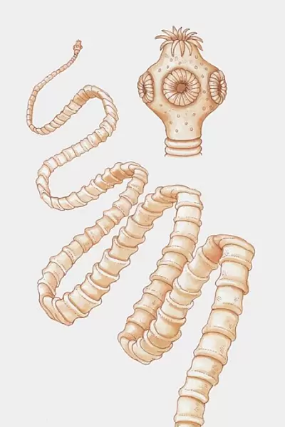 Illustration of tapeworm