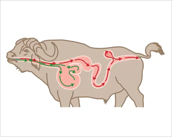 Digital cross section illustration of four chambers in stomach of ruminant, showing rumen, reticulum