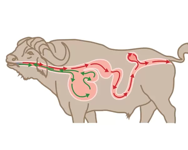 Digital cross section illustration of four chambers in stomach of ruminant, showing rumen, reticulum