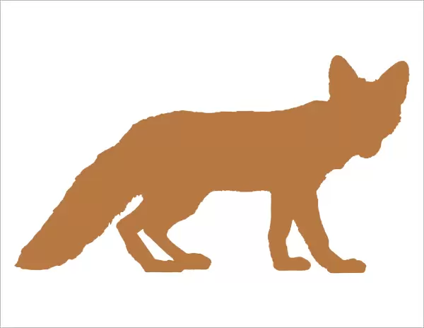 Digital illustration of Red Fox (Vulpes vulpes)